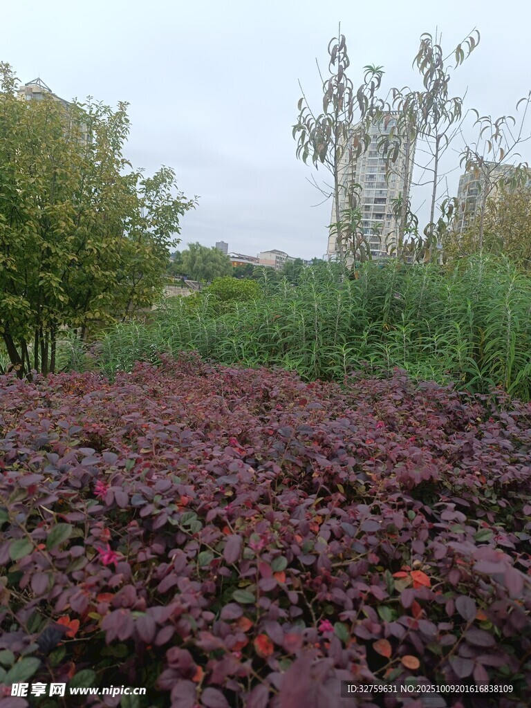 红叶植物景观