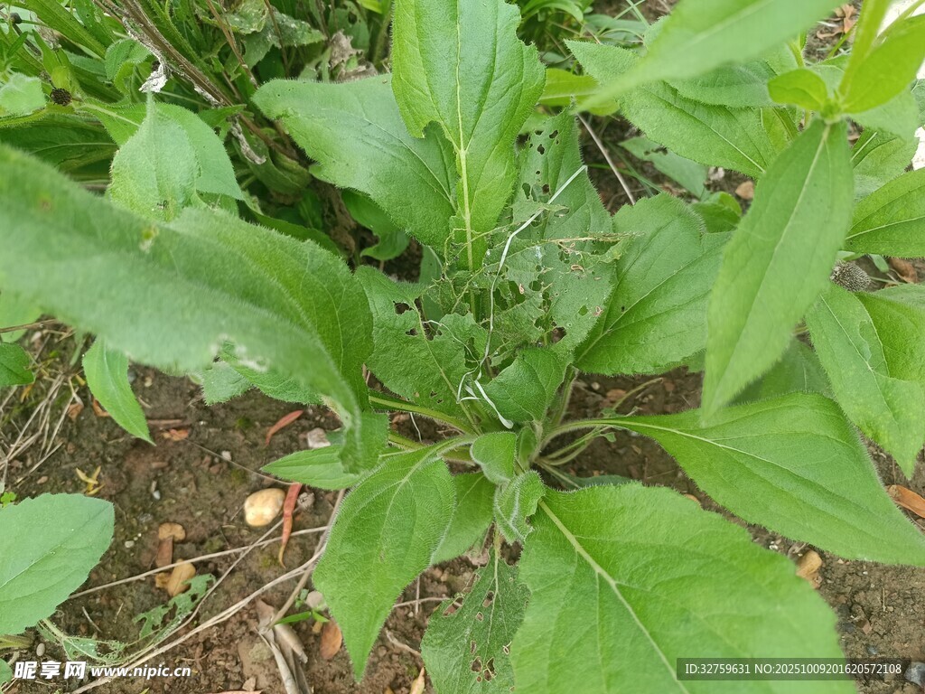 绿叶植物特写