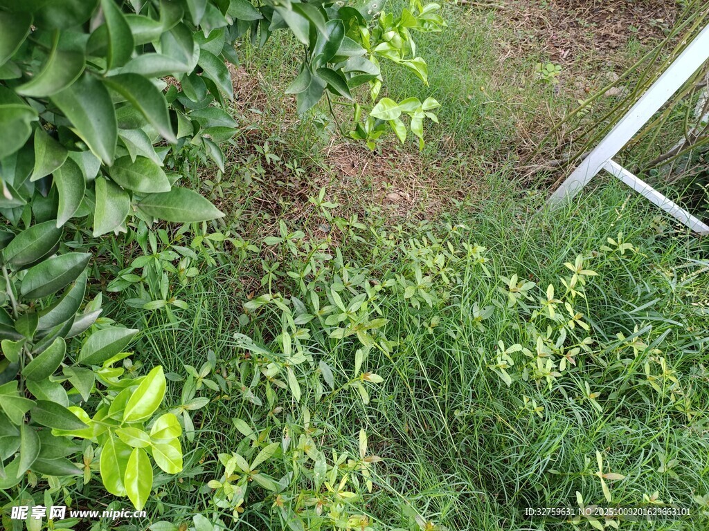 户外绿植与白色框架场景