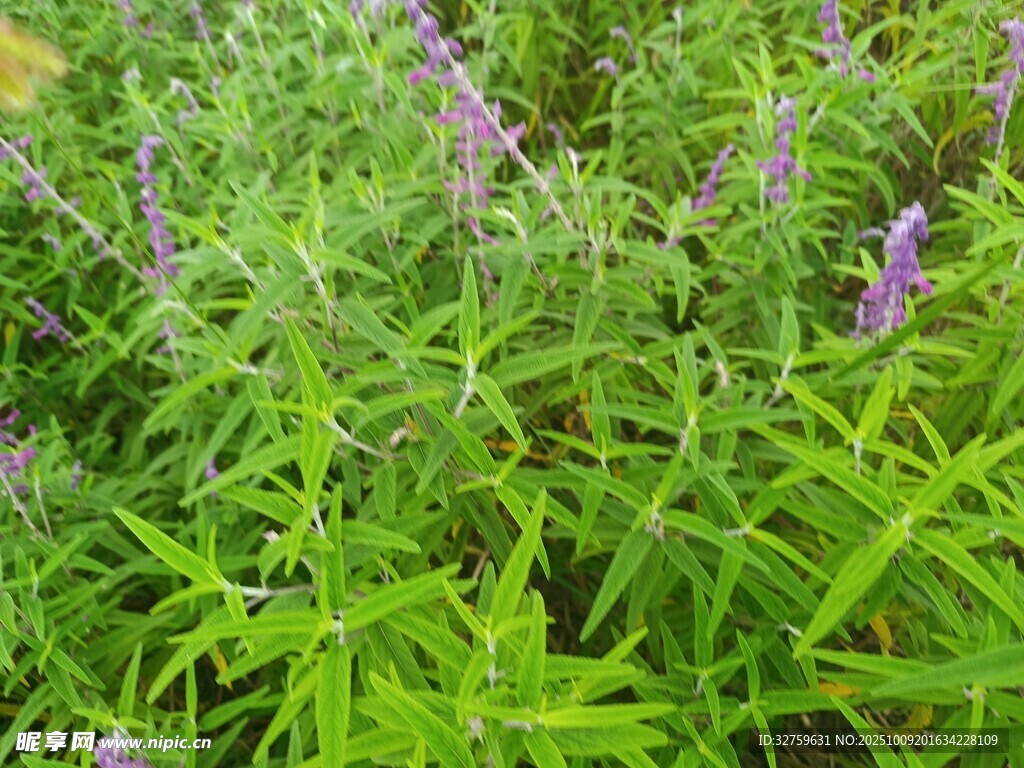 紫色小花点缀绿色草丛