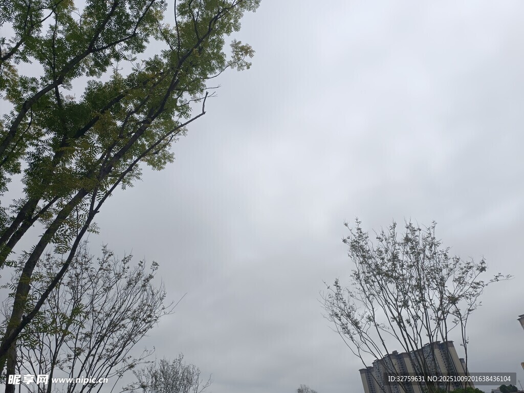 阴天中矗立的树木与建筑