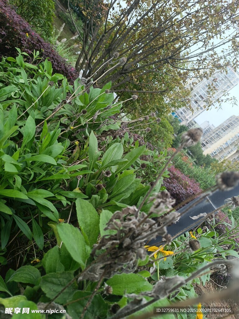 繁茂绿植景观