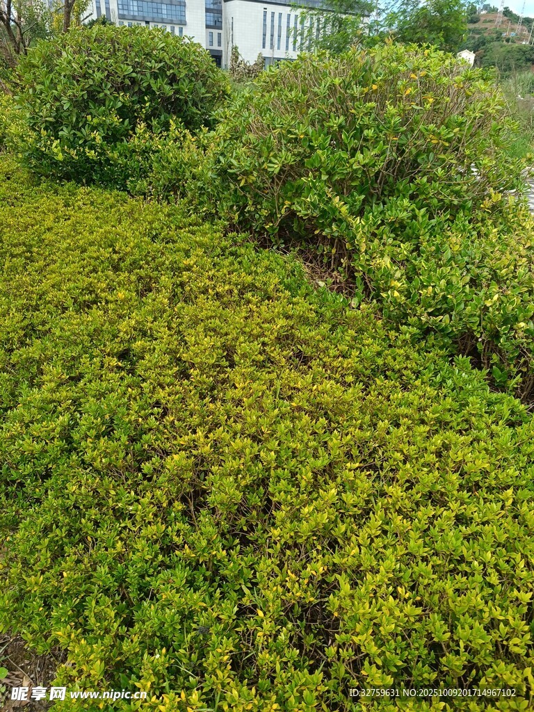 翠绿繁茂的地面绿植景观