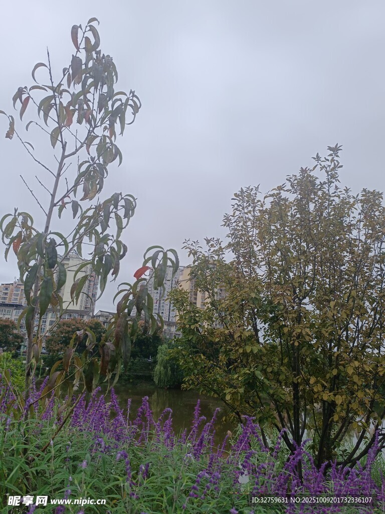 雾中花草树木景致