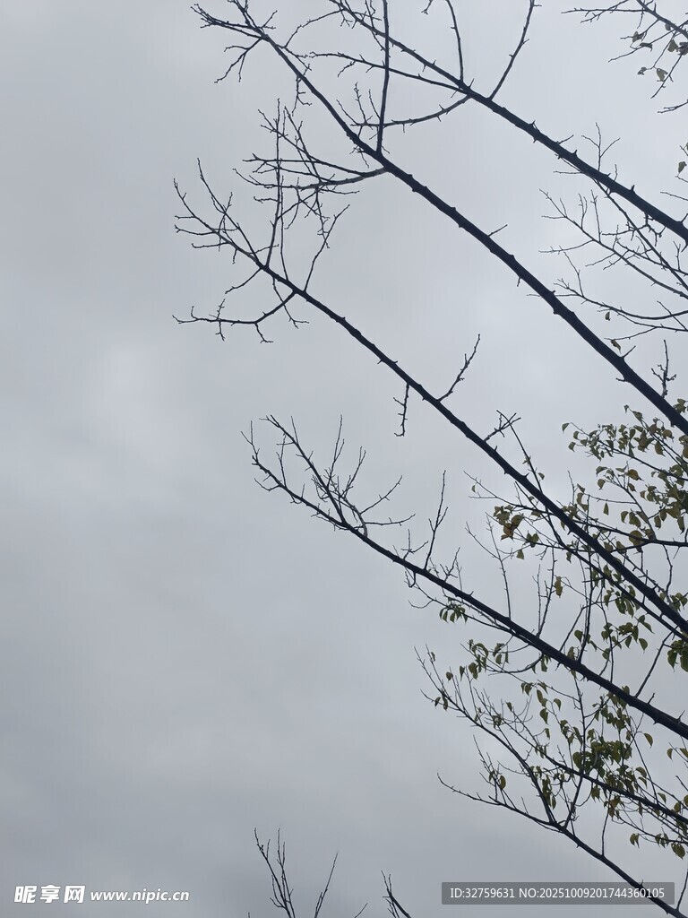 枯枝伸向灰白天空