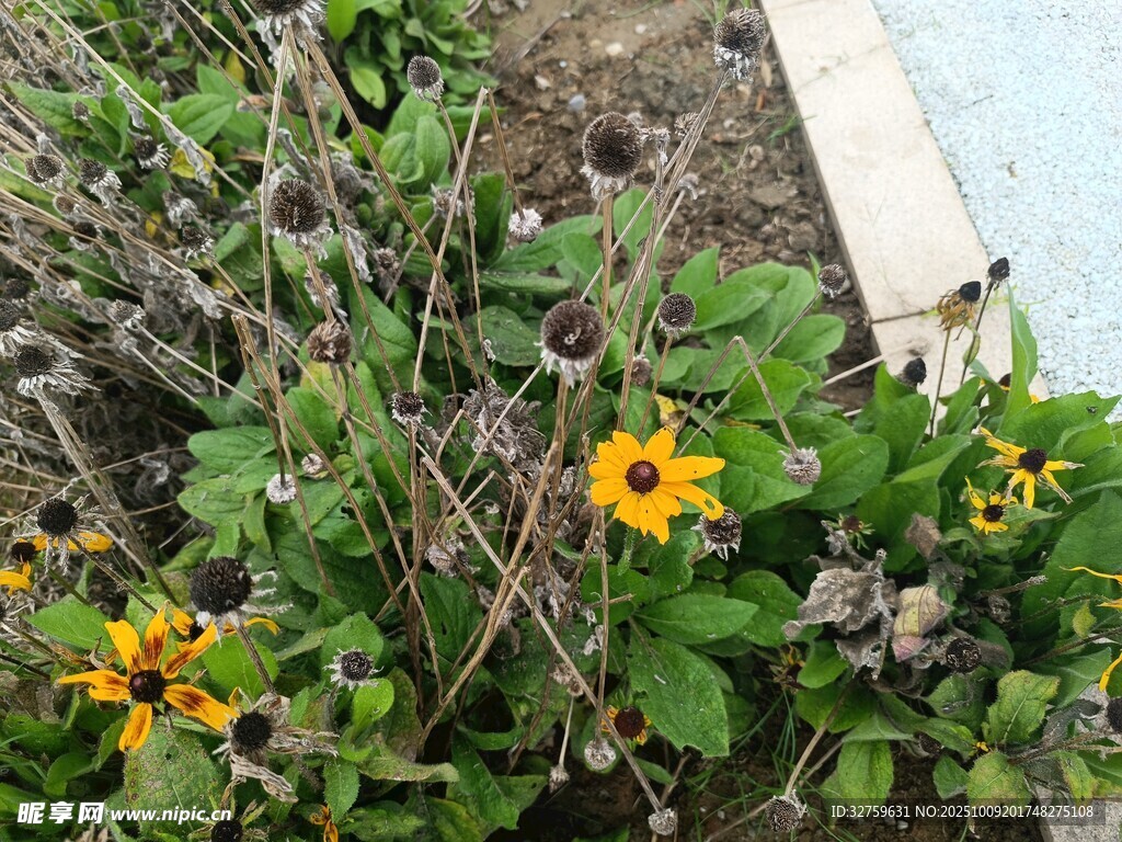 花园中绽放的黄色小花