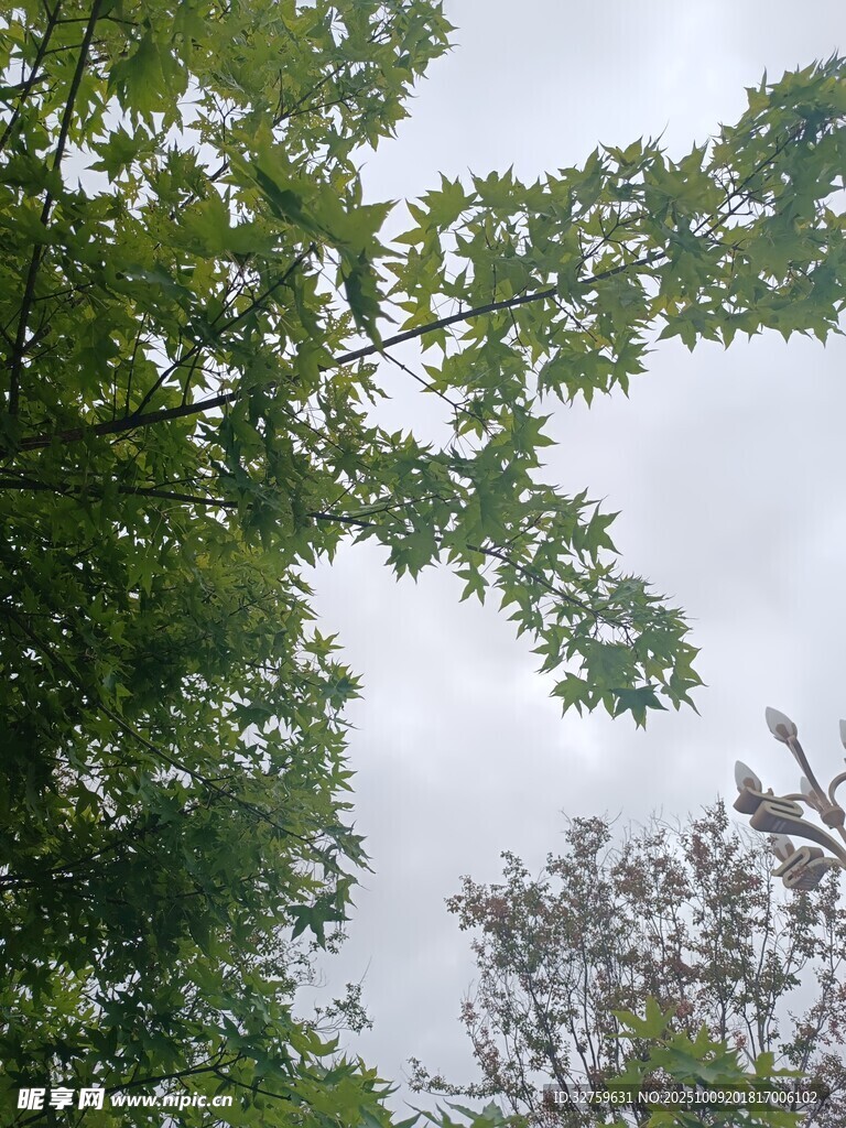 仰视繁茂绿树与天空