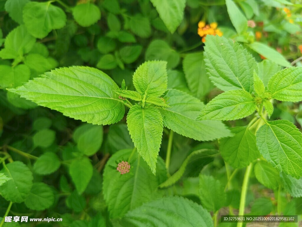 绿叶间的清新植物景象