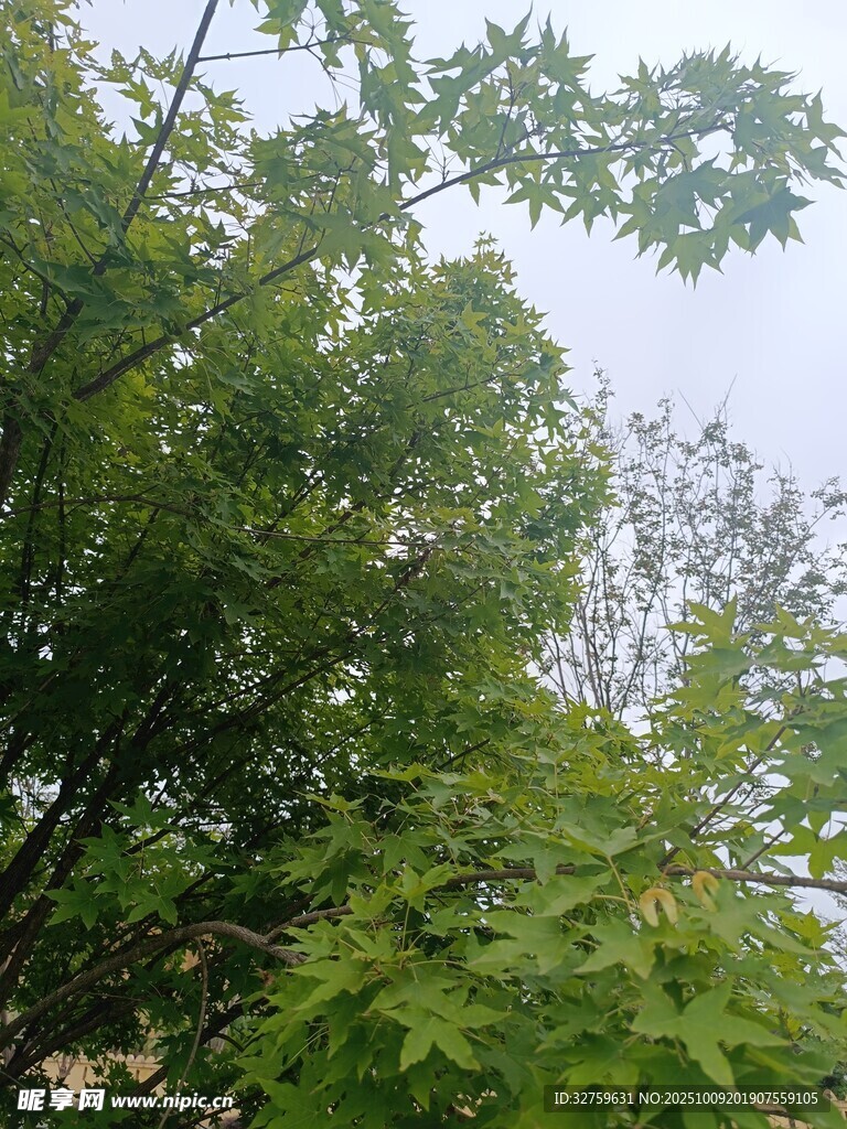 繁茂绿树 