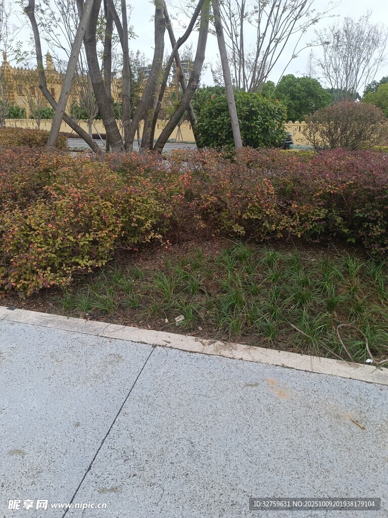 路边绿植景观