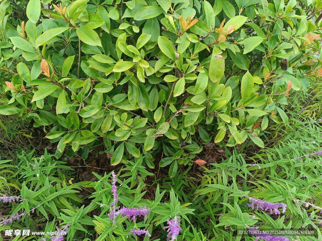 绿叶紫花的清新植物景观