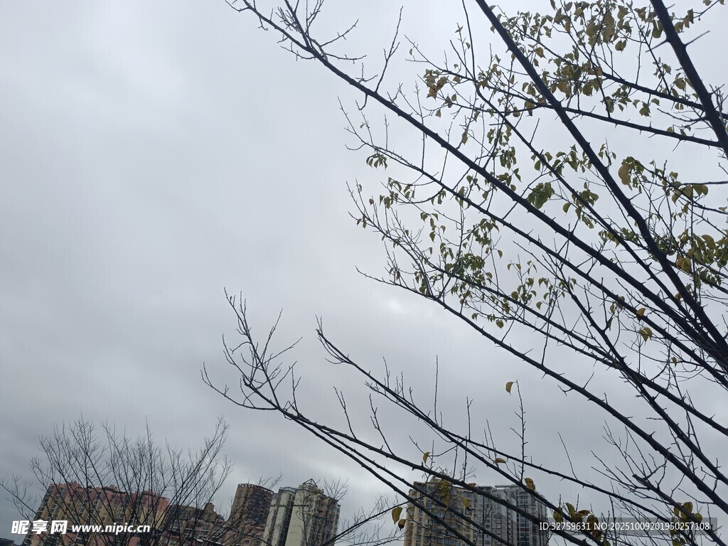 城市枝头新绿初绽