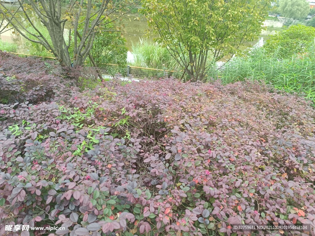 红叶植物覆盖的林地景观