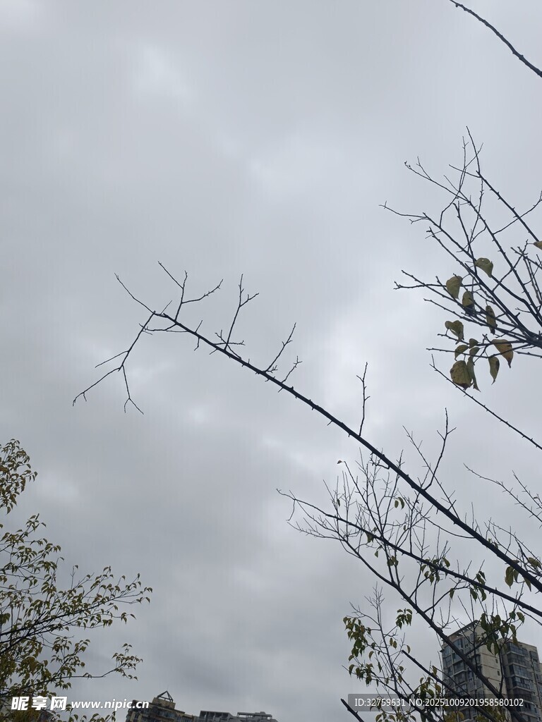 阴天树枝景象