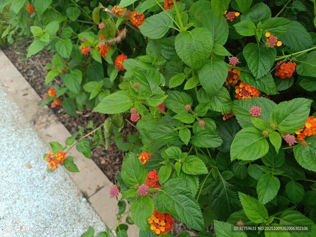 绿叶间的艳红小花