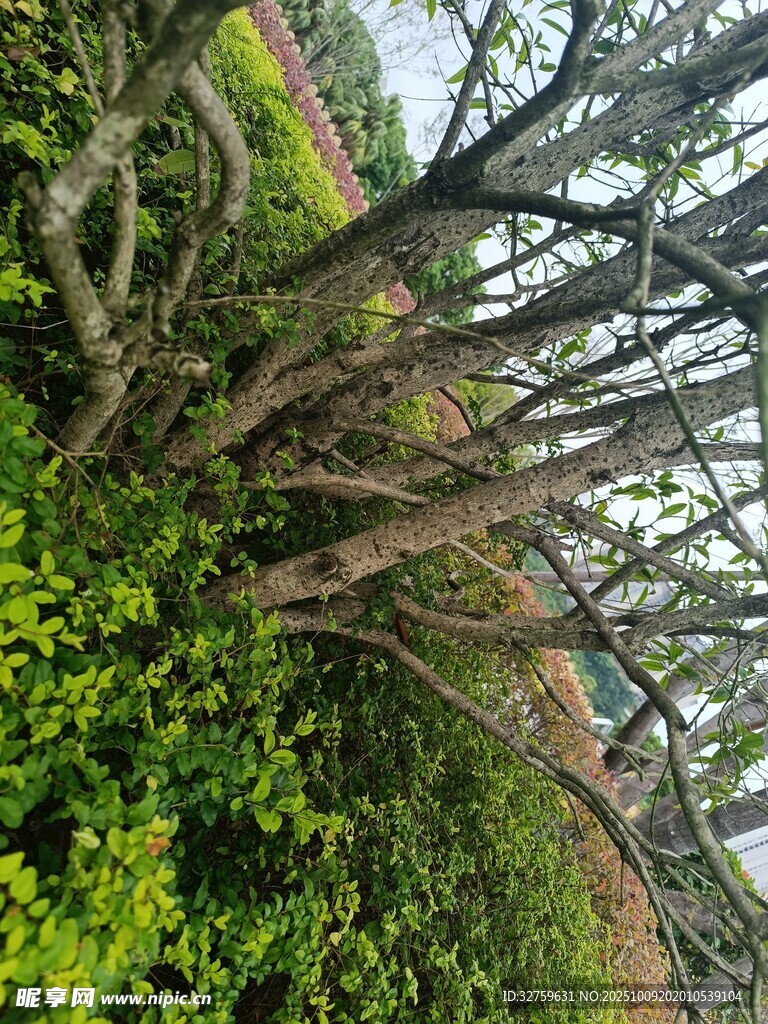 扭曲树干旁的繁茂绿植