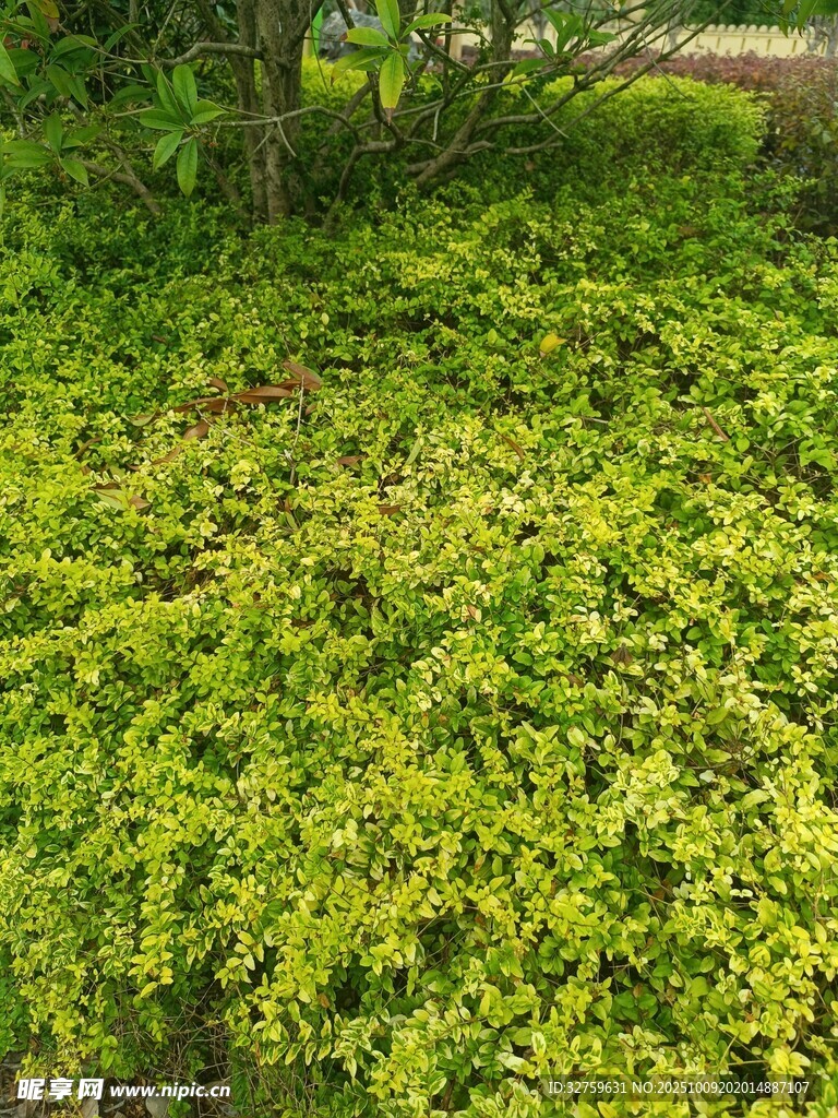 翠绿丛生植物景观
