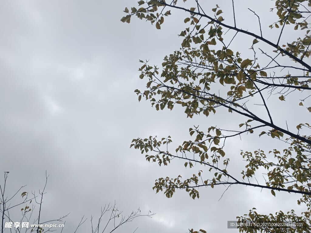 阴天树枝与稀疏树叶景象