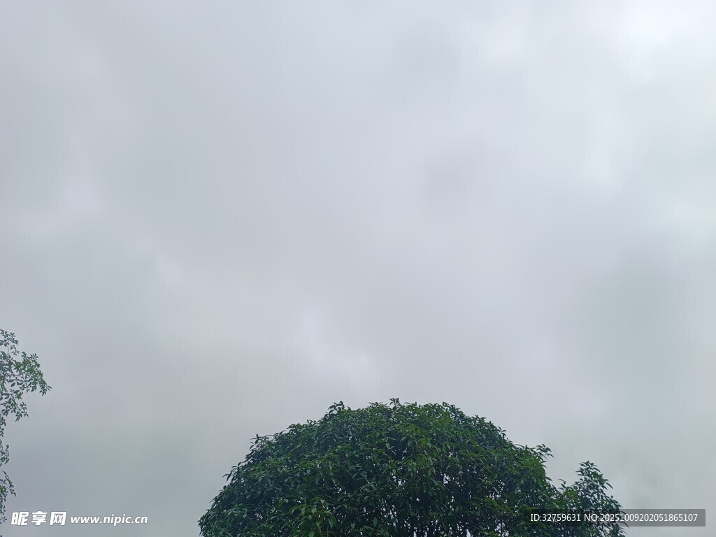 阴天中的树冠