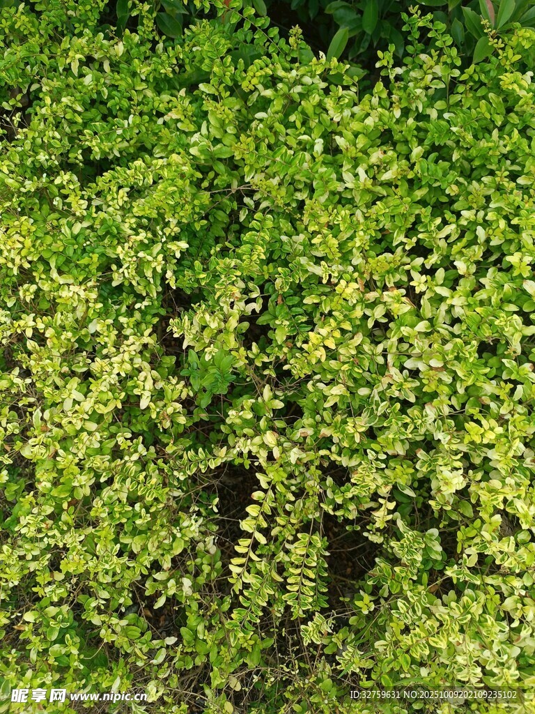 翠绿繁茂的植物景观