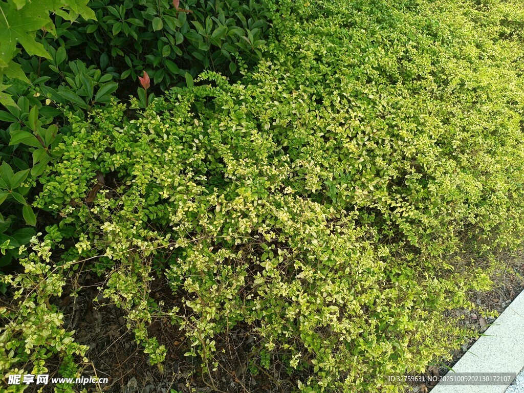 翠绿繁茂的地面绿植景观
