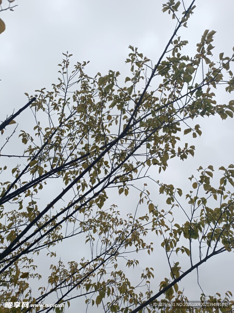 树枝上的嫩绿新叶
