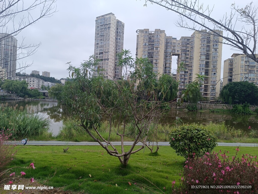 城市公园中的绿植与高楼