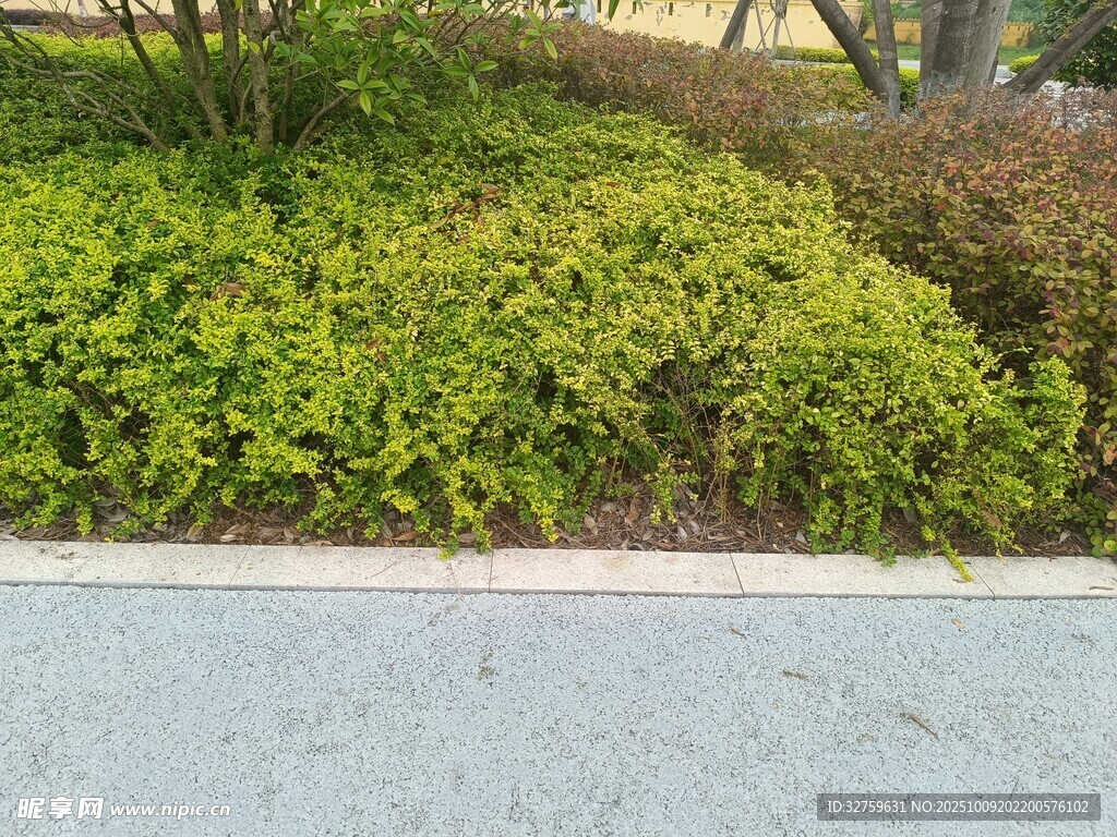 路边绿植景观