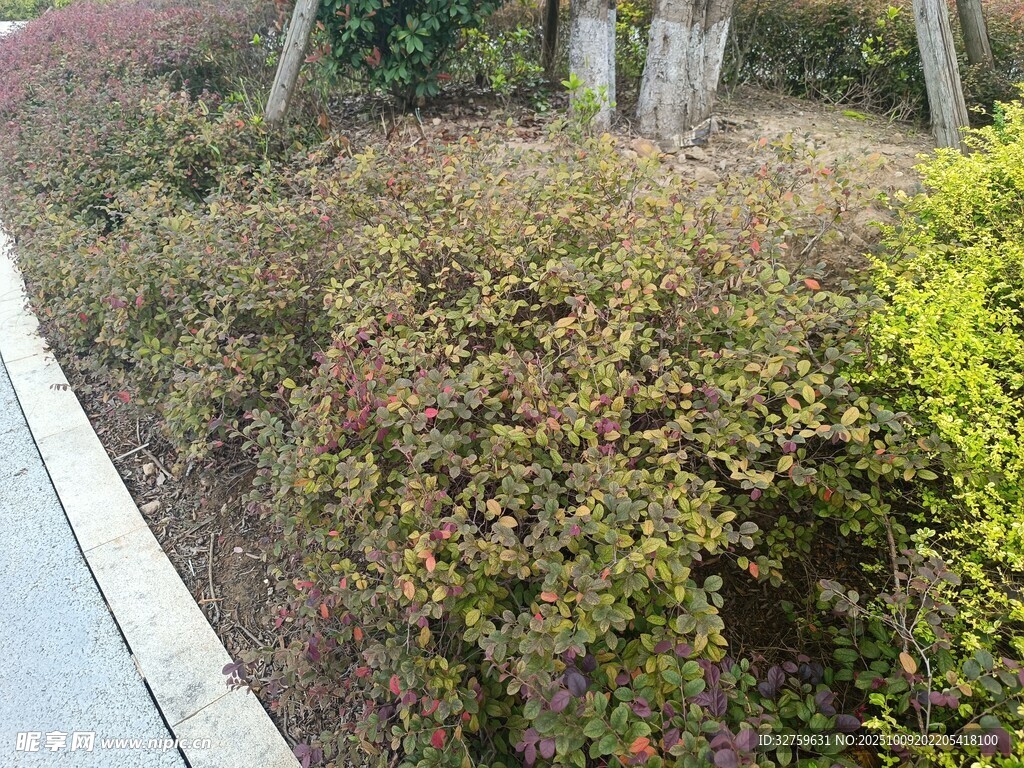 路边多彩灌木丛景观