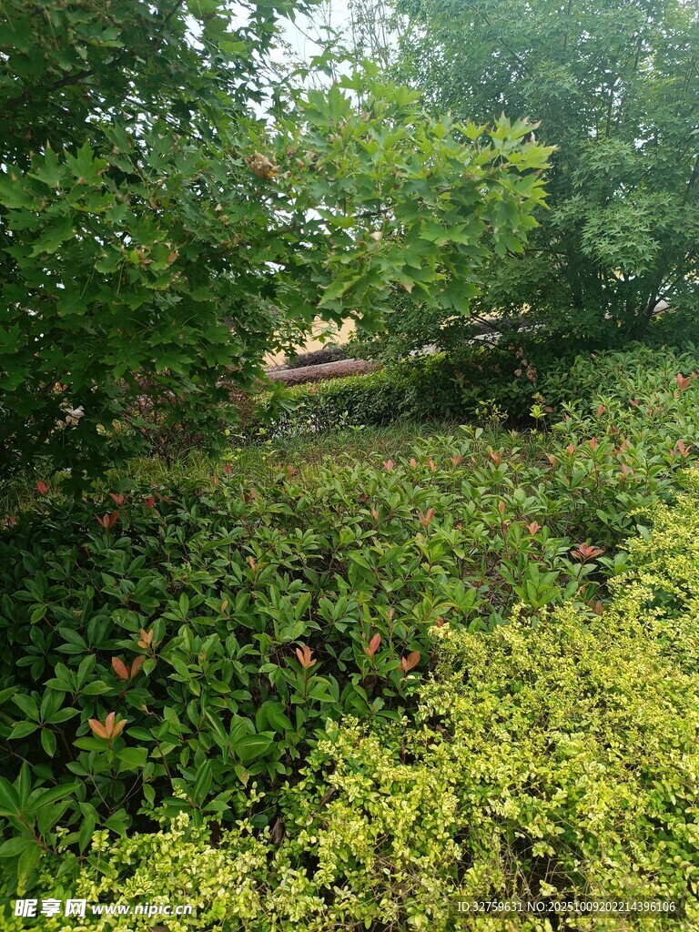 茂密丛林中的绿色植被