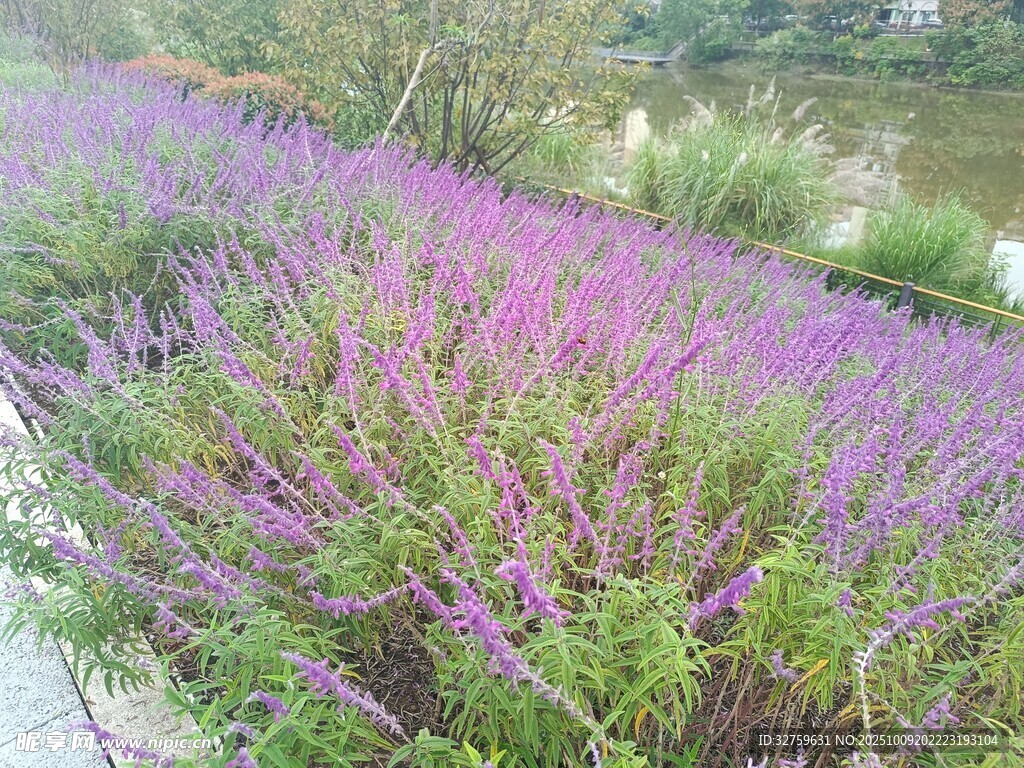 紫色花丛美景