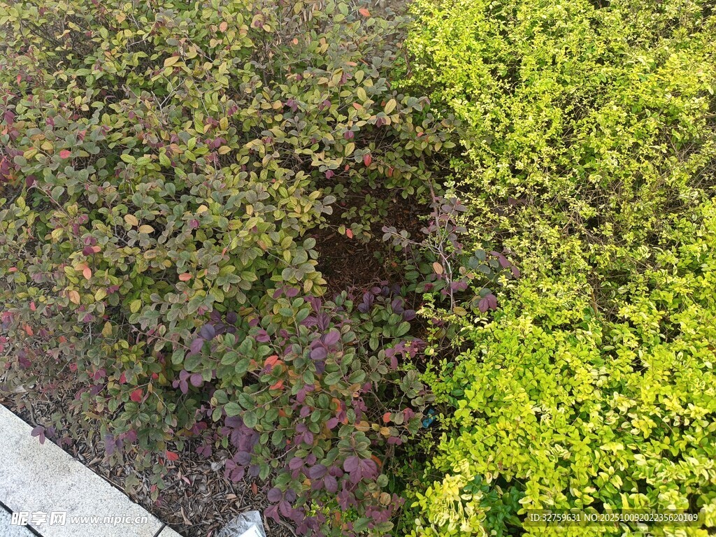路边黄绿相间的灌木丛