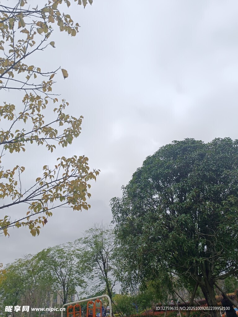 阴天中的树木景致