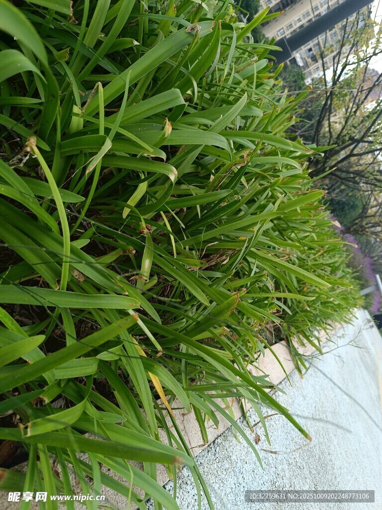 翠绿草丛