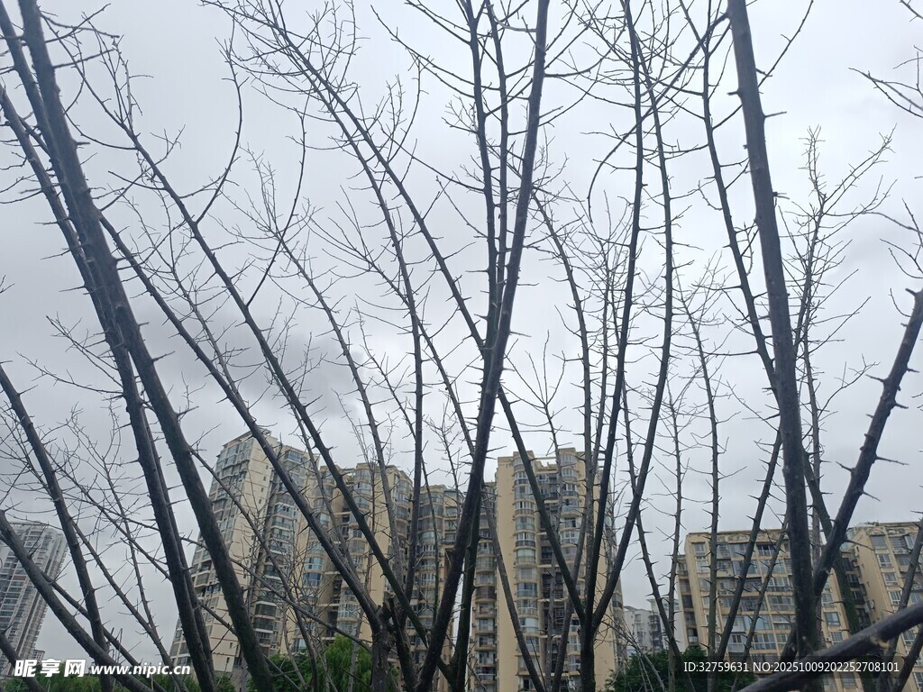 冬日枯树林与远处建筑