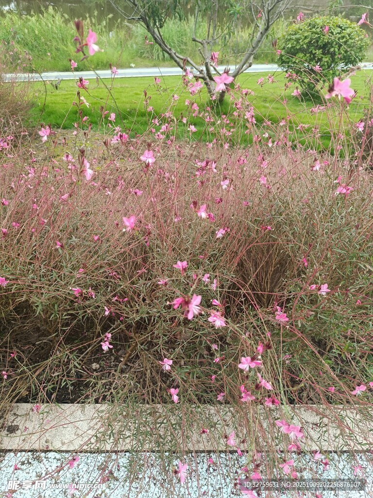 溪边绽放的粉色烂漫小花