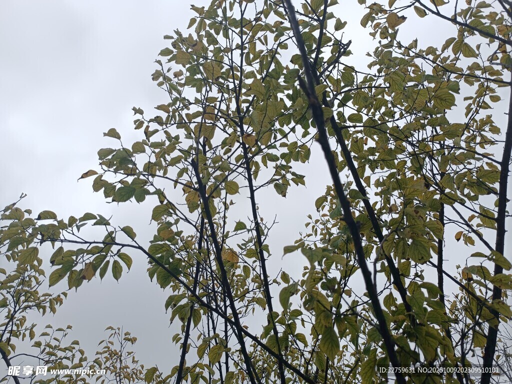 秋日树林中的繁茂树枝