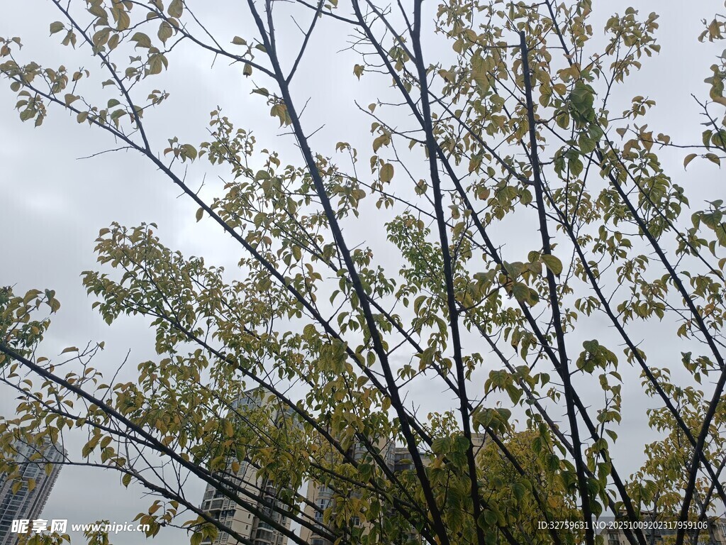 春日枝头新绿绽放