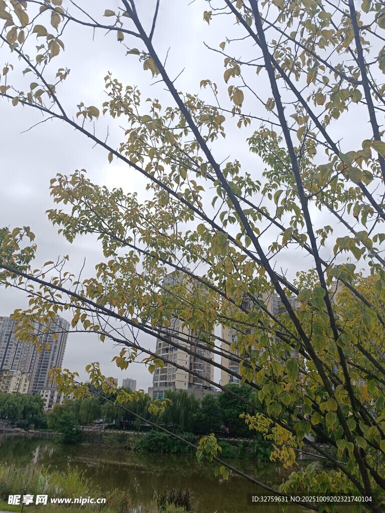 湖畔绿树与远处高楼景致