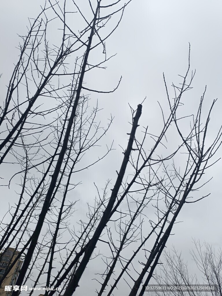 冬日枯树枝干景象