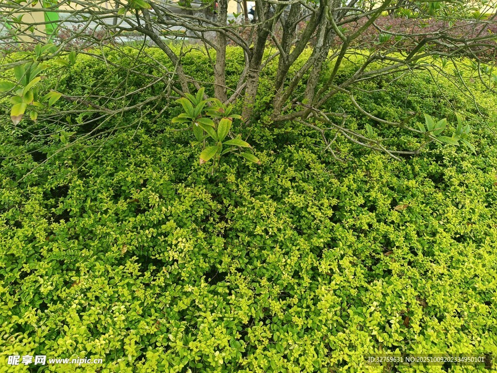 翠绿植物环绕的矮小树木