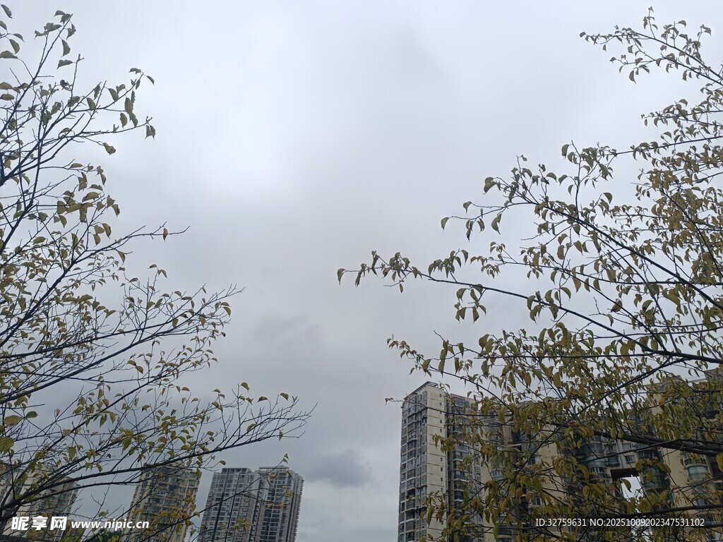 阴天城市中的树木与建筑