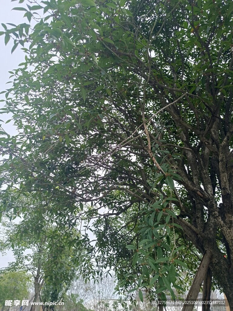 繁茂绿树 
