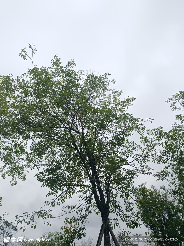 雨中挺立的绿树