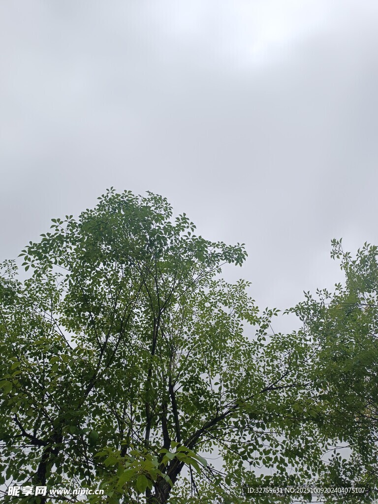 阴天中的葱郁树木