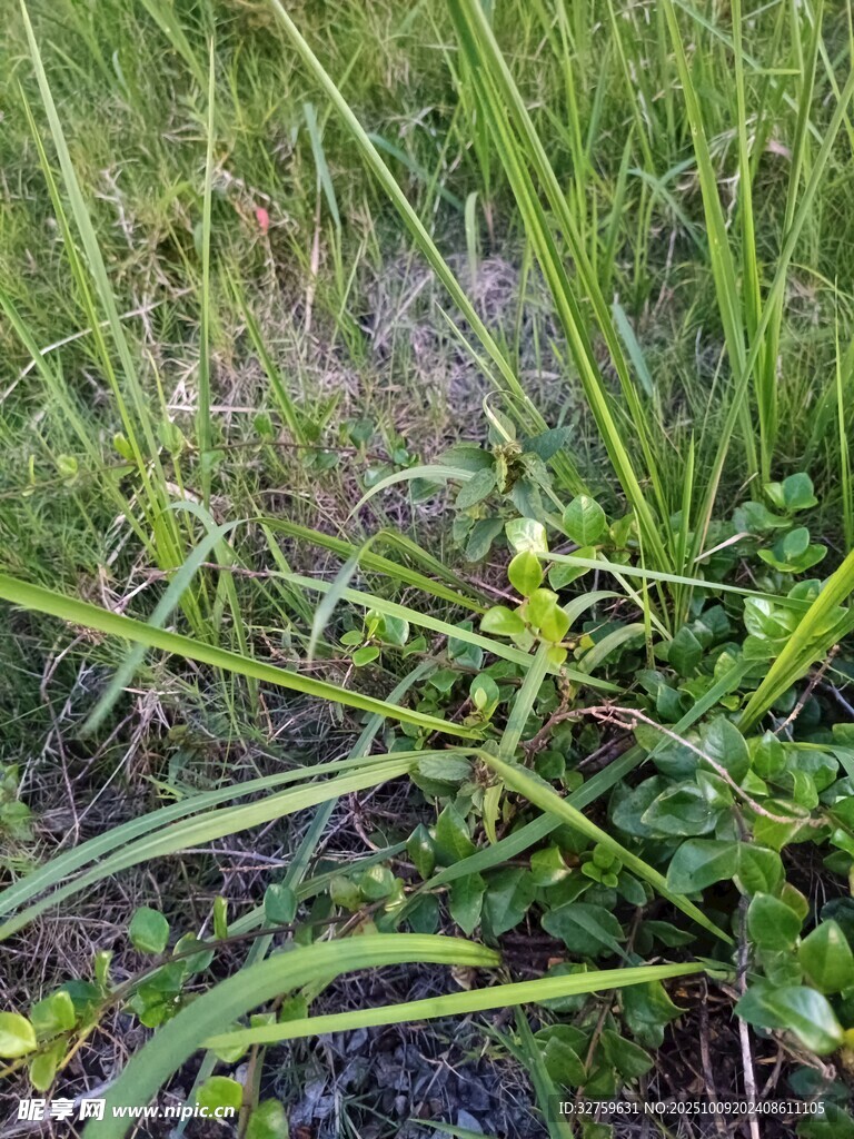 草丛中的嫩绿植物