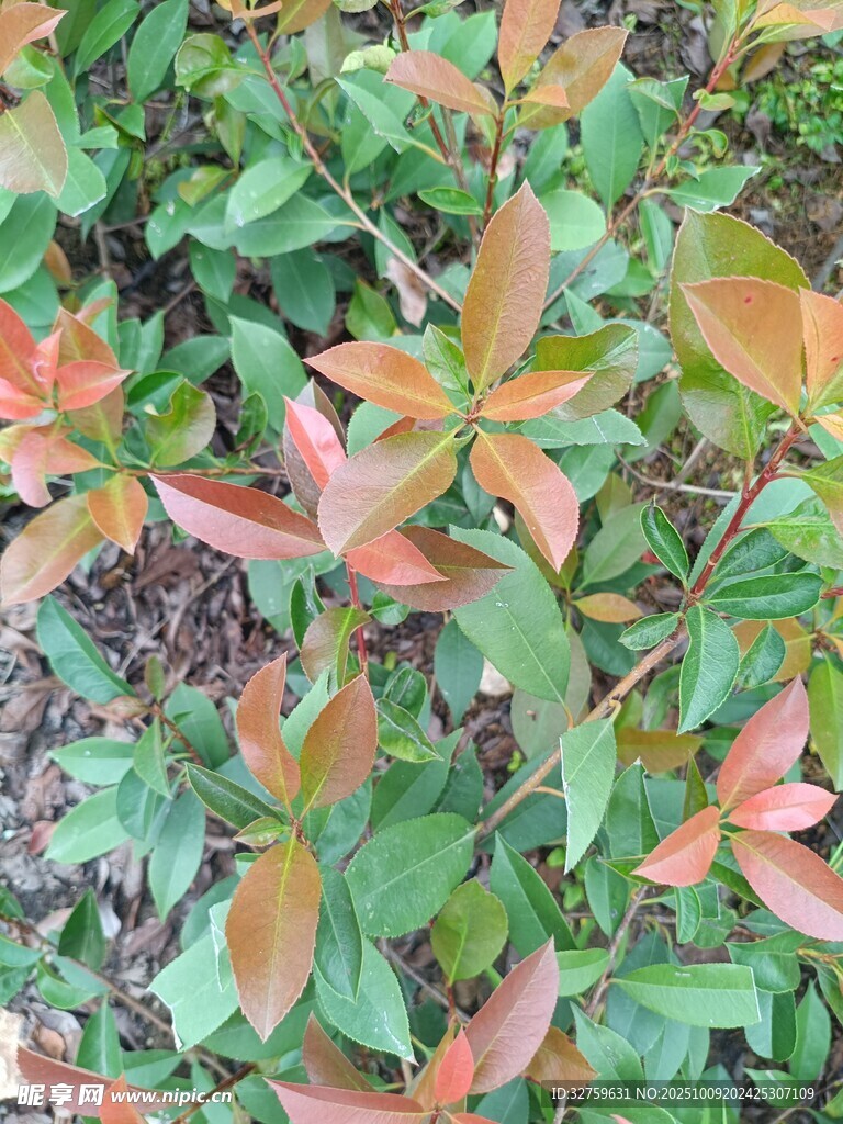 多彩叶片植物特写
