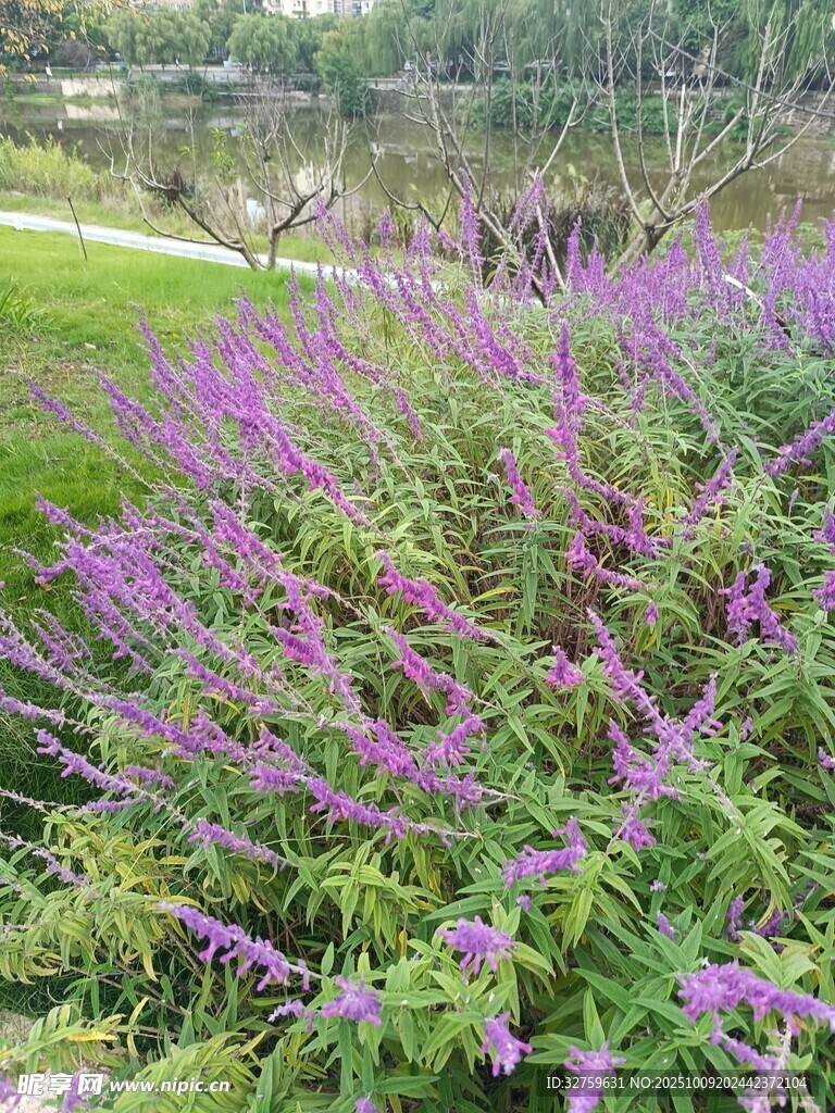 紫色花丛绽放于户外
