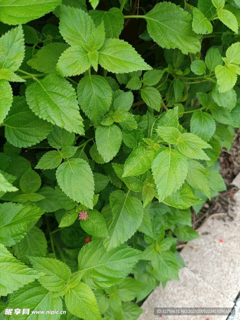 翠绿繁茂的墙边植物