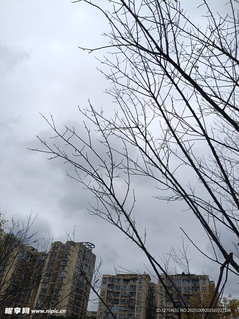 冬日光秃树枝与远处楼房